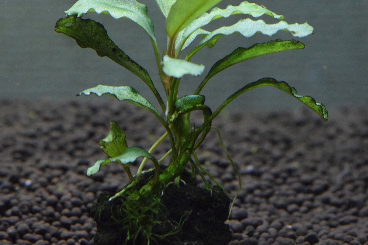 Tb便 ブセファランドラsp Kayu Lapis 3 カユラピス3 水草 売買されたオークション情報 Yahooの商品情報をアーカイブ公開 オークファン Aucfan Com