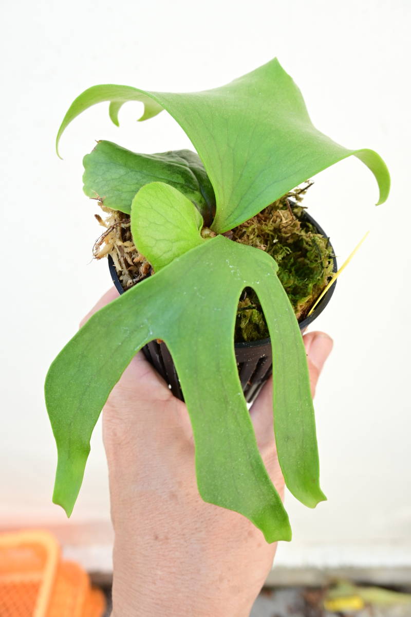 ビカクシダ コロナリウム フィリピネスドワーフ 11