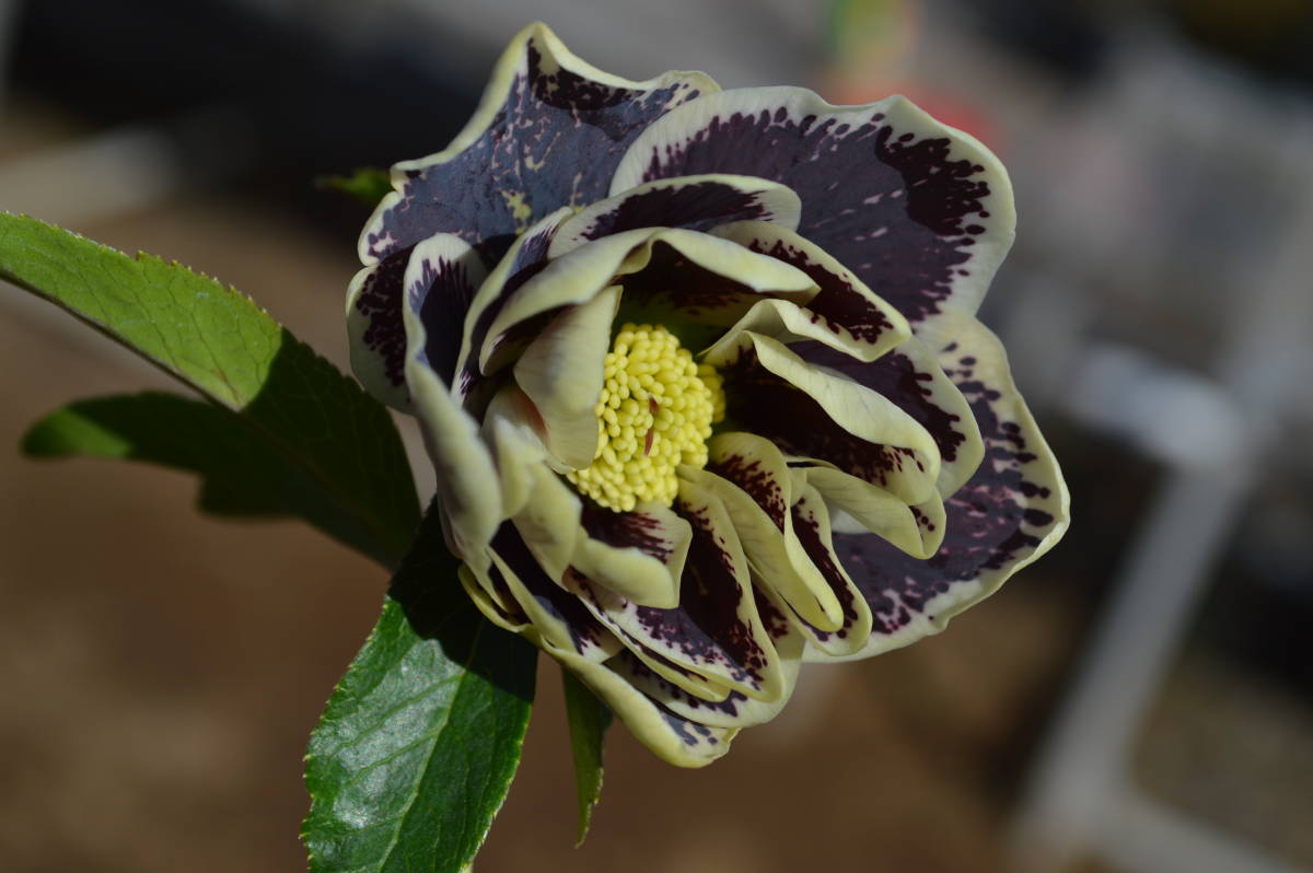 ⑯【訳あり】べたブロッチ イエローダブル クリスマスローズ開花株 dd