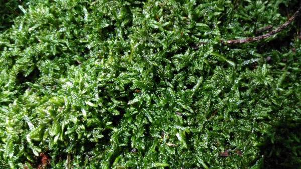 ハイヒバゴケ 這桧葉苔 苔テラリウム 苔盆栽 コケリウム 日本庭園 アクアテラリウムに その他 売買されたオークション情報 Yahooの商品情報をアーカイブ公開 オークファン Aucfan Com