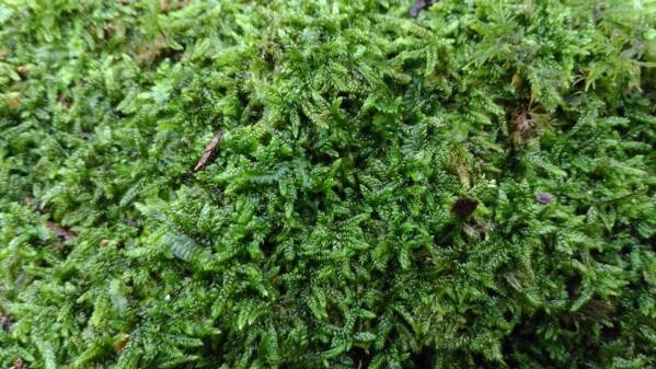 ハイヒバゴケ 這桧葉苔 苔テラリウム 苔盆栽 コケリウム 日本庭園 アクアテラリウムに その他 売買されたオークション情報 Yahooの商品情報をアーカイブ公開 オークファン Aucfan Com