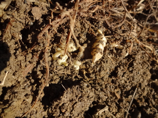 チョロギ 種 ちょろぎ 丁呂木 長老喜 長老貴 縁起物 野菜 売買されたオークション情報 Yahooの商品情報をアーカイブ公開 オークファン Aucfan Com