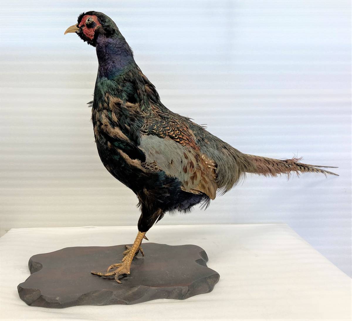 ピ オブジェ キジ 剥製 置物 インテリア コレクション 国鳥 その他 売買されたオークション情報 Yahooの商品情報をアーカイブ公開 オークファン Aucfan Com