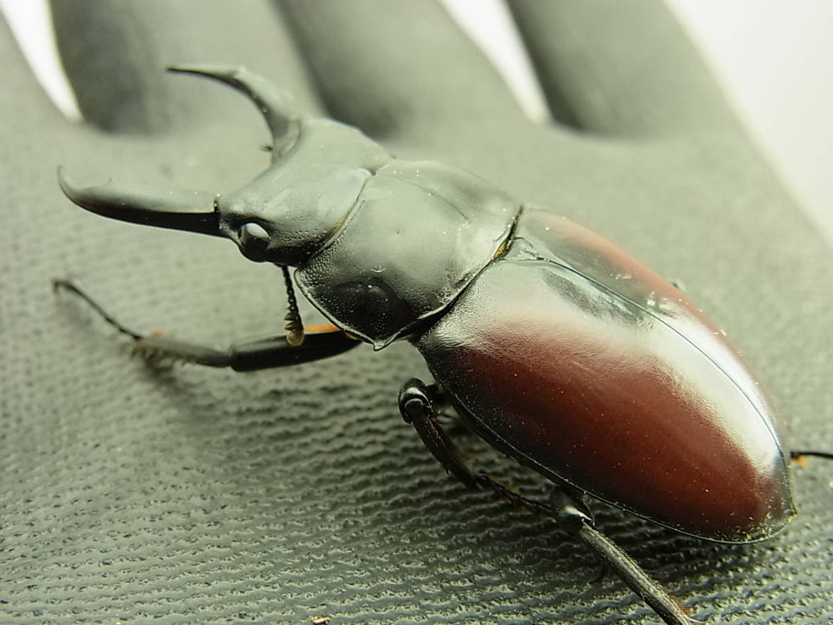 004ドンキエル コクワガタ 成虫♂赤ドンキ 赤ドンキ 新成虫 コクワガタ