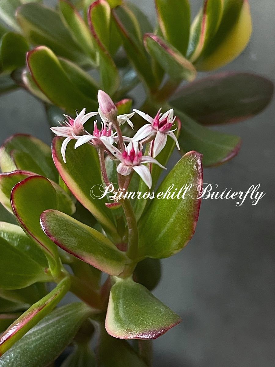 Succulent Plants Collection 大きめ クラッスラ 花月錦 開花株 多肉植物 Crassula 金のなる木 サボテン 売買されたオークション情報 Yahooの商品情報をアーカイブ公開 オークファン Aucfan Com