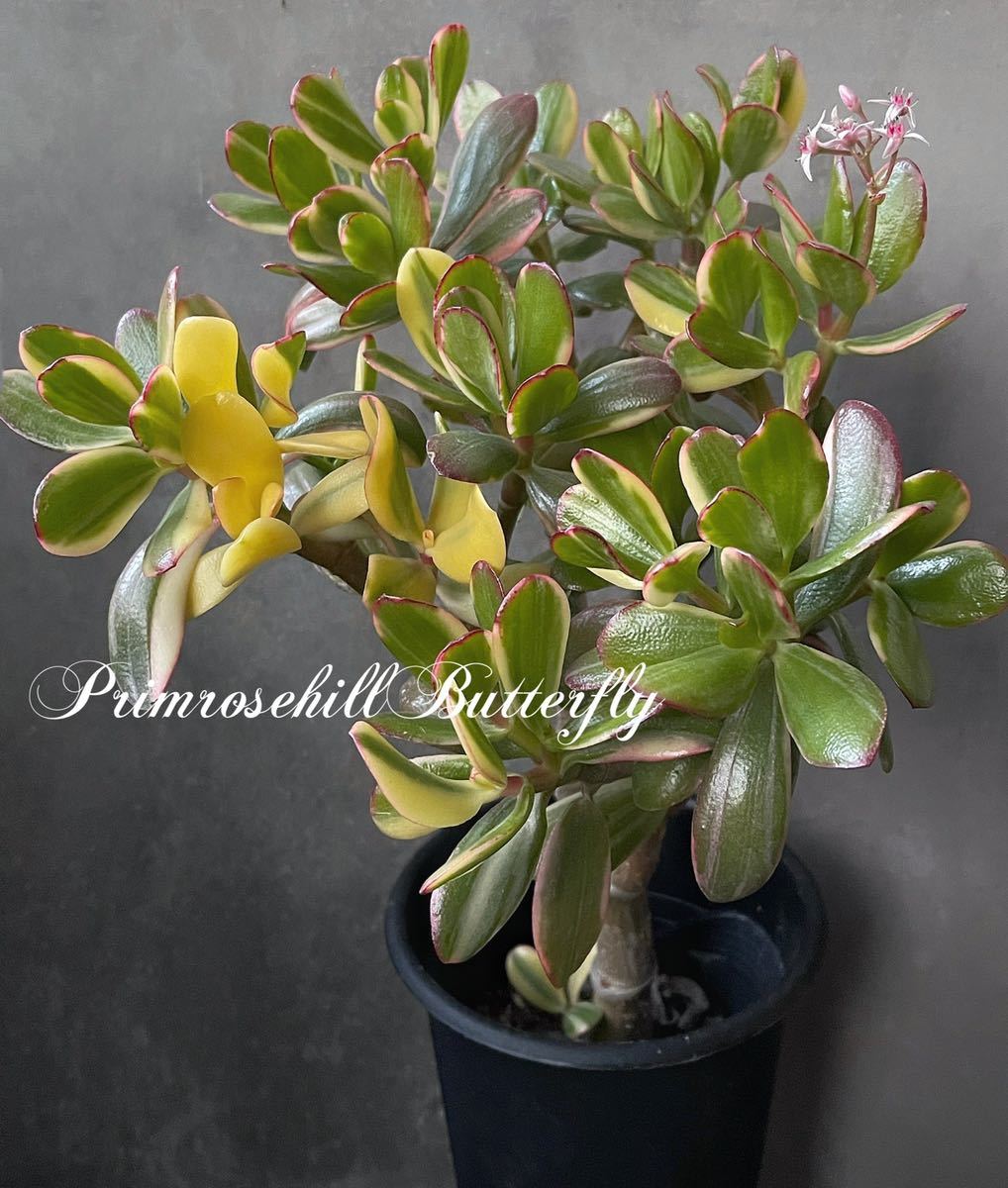 Succulent Plants Collection 大きめ クラッスラ 花月錦 開花株 多肉植物 Crassula 金のなる木 サボテン 売買されたオークション情報 Yahooの商品情報をアーカイブ公開 オークファン Aucfan Com