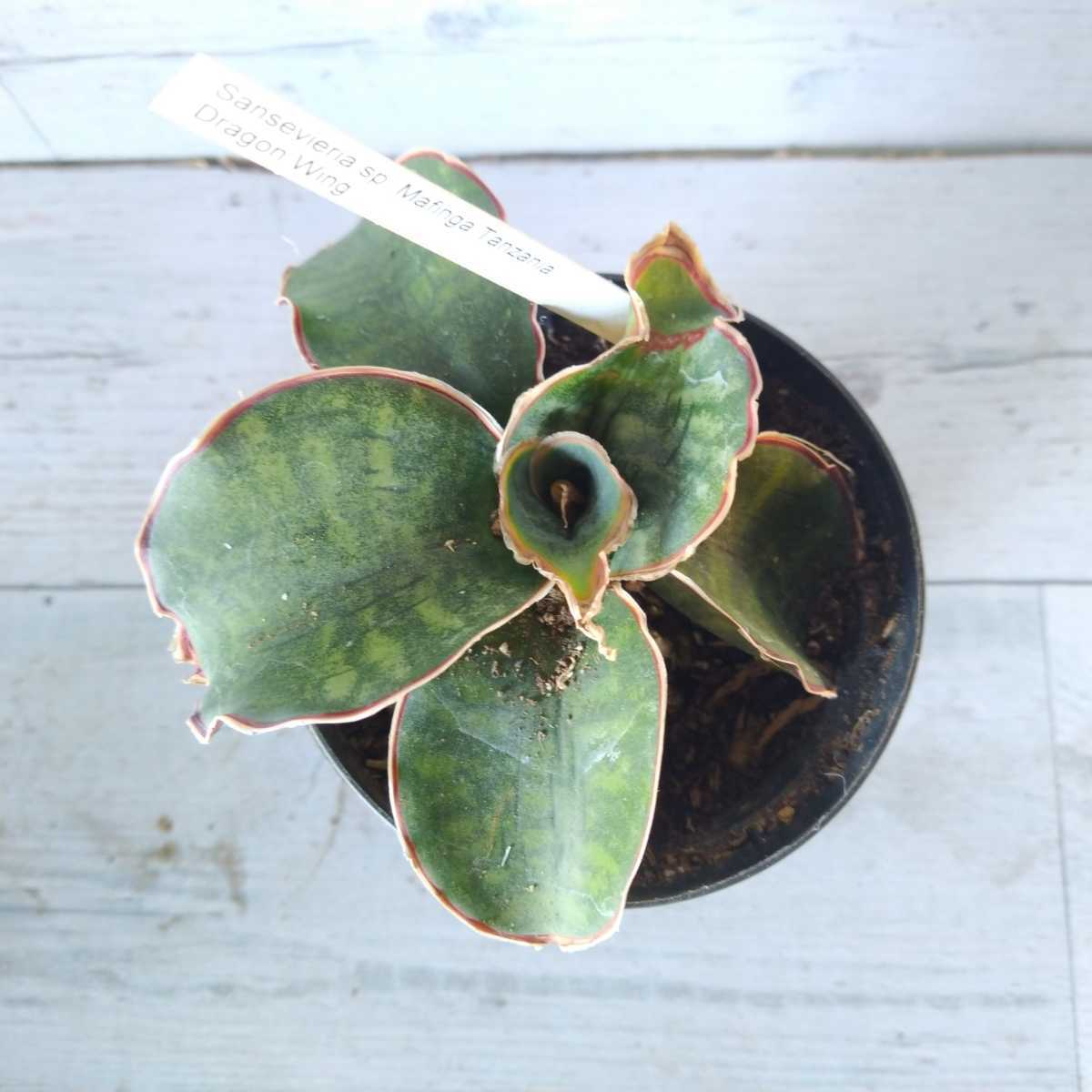 サンスベリア ドラゴンウィング 株 観葉植物 サンセベリア 観葉植物 売買されたオークション情報 Yahooの商品情報をアーカイブ公開 オークファン Aucfan Com