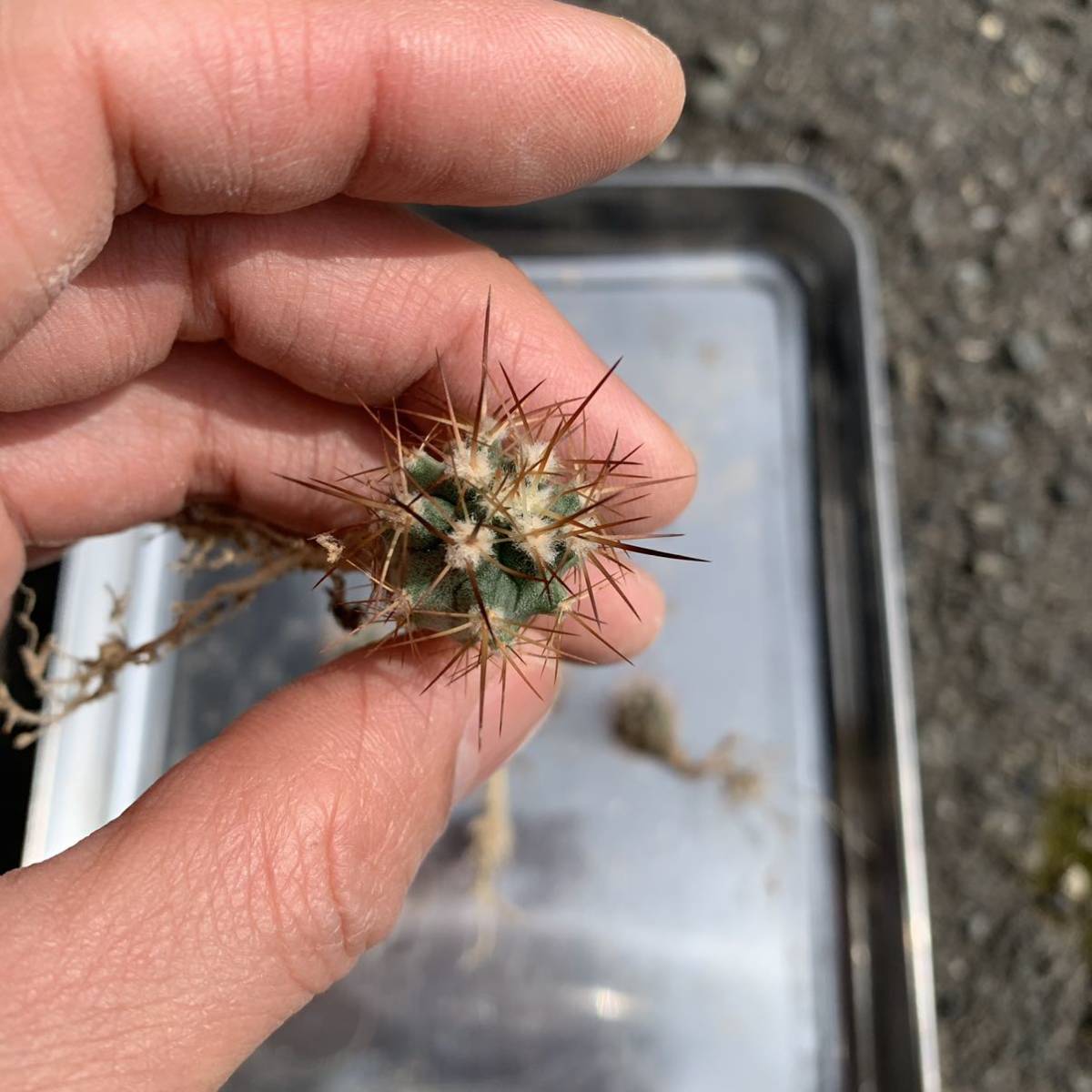 エリオシケ 極光丸 実生 4苗 eriosyce aurata（南米サボテン 多肉植物 