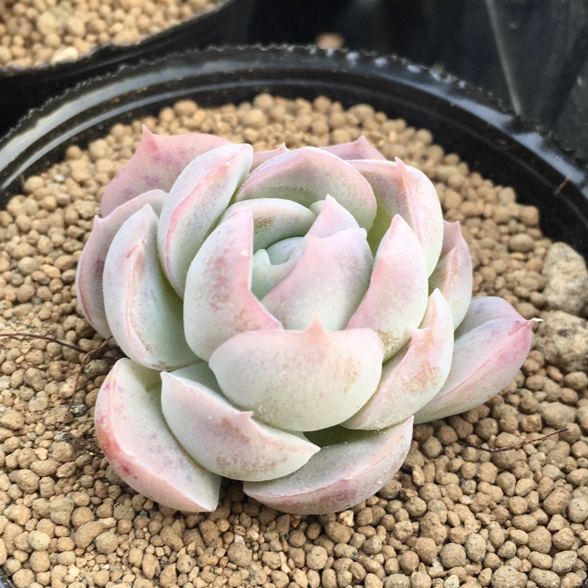 プリメラ X シムランス エケベリア 多肉植物 抜き苗 サボテン 売買されたオークション情報 Yahooの商品情報をアーカイブ公開 オークファン Aucfan Com