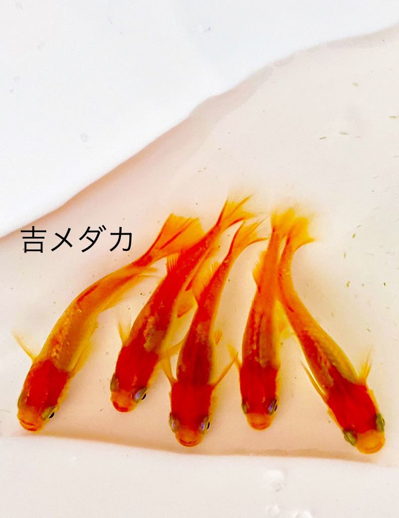 吉メダカ プラチナ牡丹 有精卵10 A個 バタフライ 銀メタ ヒレ長 プラチナドレスコート めだか 売買されたオークション情報 Yahooの商品情報をアーカイブ公開 オークファン Aucfan Com