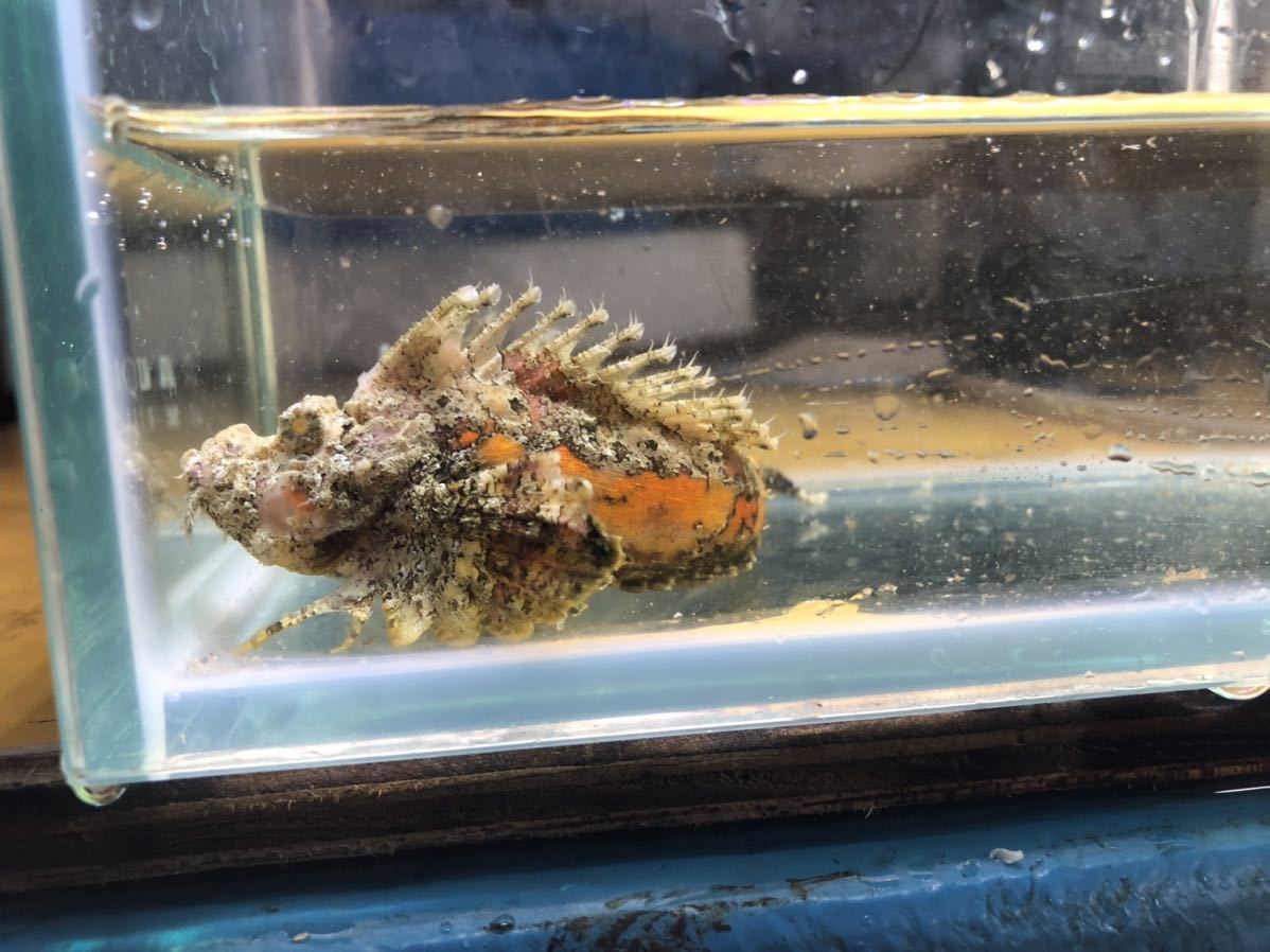 厳つい顔 オコゼの赤ちゃん 3匹セット ７ ９ｃｍ 海水魚 売買されたオークション情報 Yahooの商品情報をアーカイブ公開 オークファン Aucfan Com