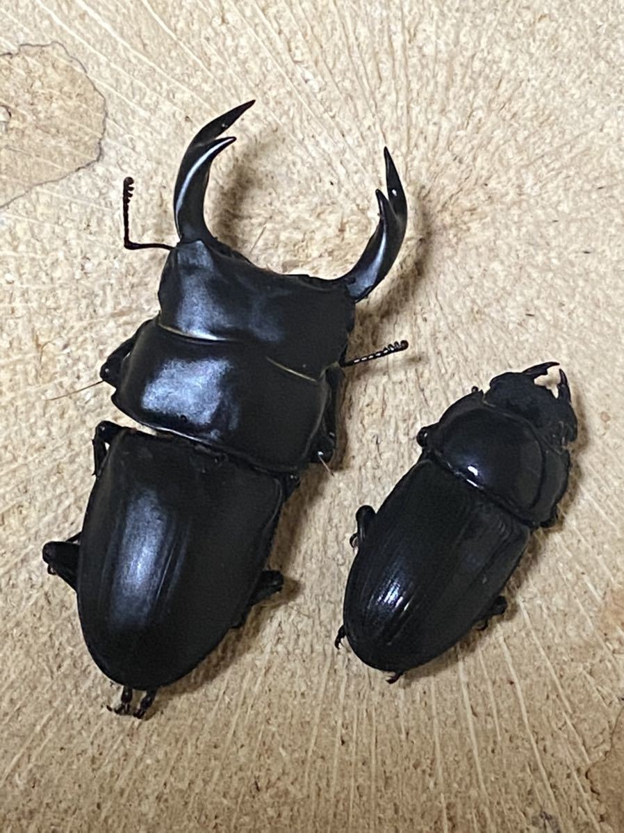 新潟県産 WF1 オオクワガタ 1ペア ♂63.0mm ♀39.3mm 灯火採集 天然持 
