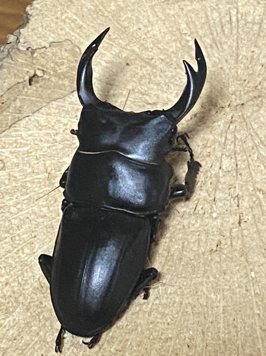 新潟県産 WF1 オオクワガタ 1ペア ♂63.0mm ♀39.3mm 灯火採集  