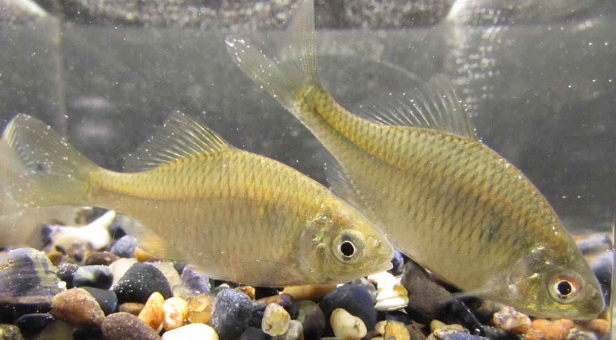 定番，セール 日本バラタナゴ ２０匹 約３ ４ｃｍ(川魚)｜売買されたオークション情報、yahooの商品情報をアーカイブ公開 - オークファン その他