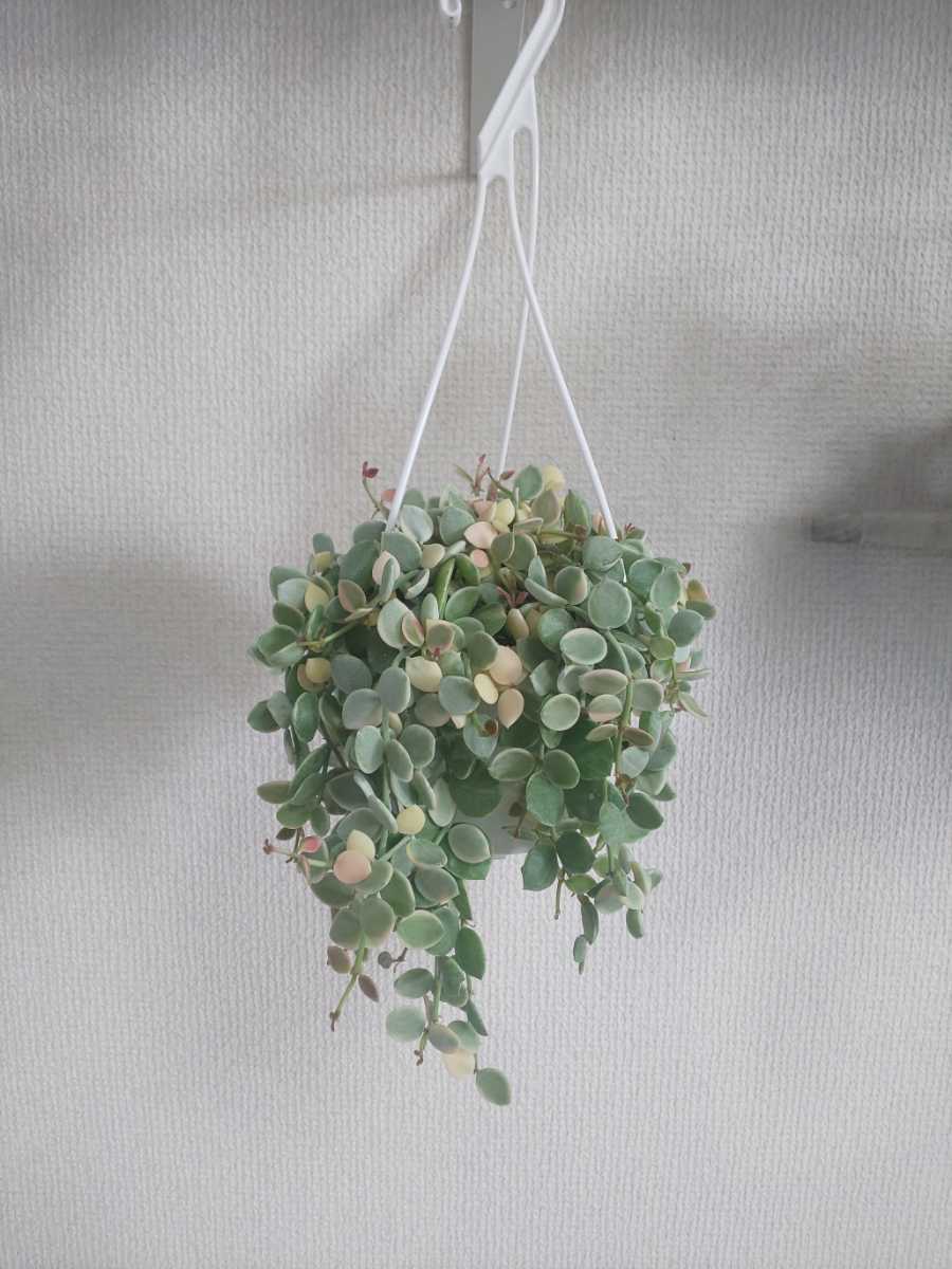 種 ヌンムラリア バリエガータ Dischidia ディスキディア 斑入り レア ツル植物 着生植物 小ぶり ガガイモ ベンガレンシス 観葉植物 売買されたオークション情報 Yahooの商品情報をアーカイブ公開 オークファン Aucfan Com