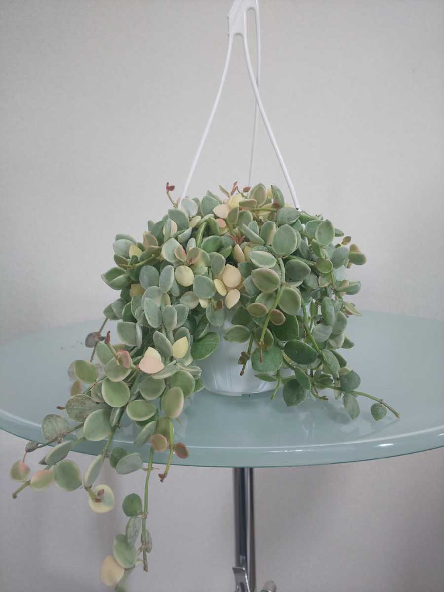 種 ヌンムラリア バリエガータ Dischidia ディスキディア 斑入り レア ツル植物 着生植物 小ぶり ガガイモ ベンガレンシス 観葉植物 売買されたオークション情報 Yahooの商品情報をアーカイブ公開 オークファン Aucfan Com