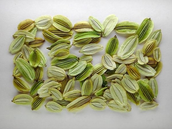 アシタバ 明日葉 種子 タネ種 300粒 22年産 野菜 山菜 種 売買されたオークション情報 Yahooの商品情報をアーカイブ公開 オークファン Aucfan Com