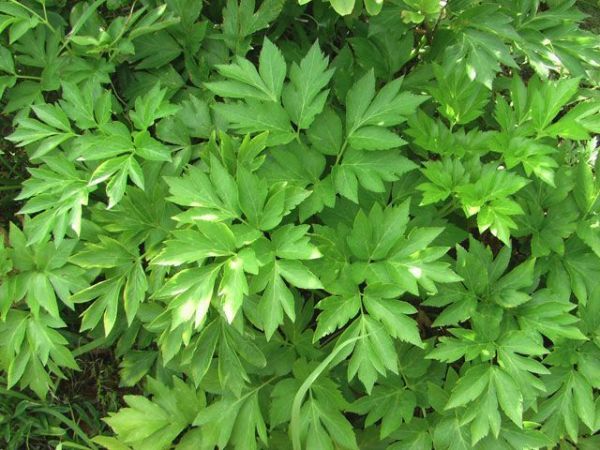 アシタバ 明日葉 種子 タネ種 300粒 22年産 野菜 山菜 種 売買されたオークション情報 Yahooの商品情報をアーカイブ公開 オークファン Aucfan Com