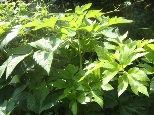 アシタバ 明日葉 種子 タネ種 300粒 22年産 野菜 山菜 種 売買されたオークション情報 Yahooの商品情報をアーカイブ公開 オークファン Aucfan Com