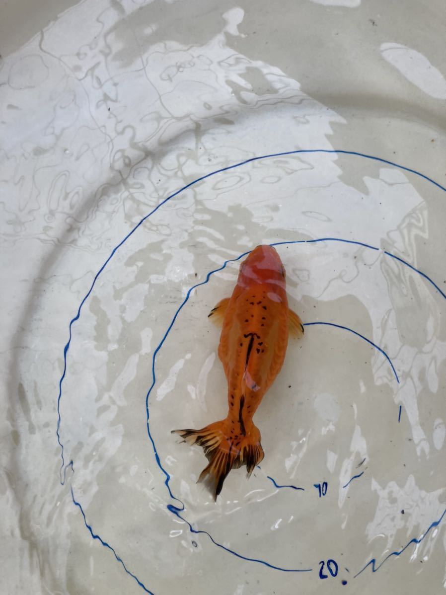 魚類、水生生物 2優良個体ジャンボオランダ獅子頭×鏡鱗オランダ 