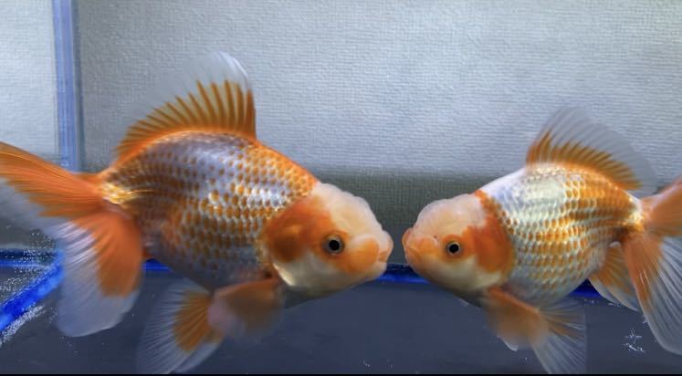 日本オランダ獅子頭 2歳 約14cm 2匹セットB(獅子頭)｜売買された 