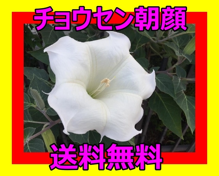 純白 大輪 曼陀羅華粒 アメリカチョウセンアサガオ ダチュラ 朝鮮朝顔 まんだらげ 種 売買されたオークション情報 Yahooの商品情報をアーカイブ公開 オークファン Aucfan Com