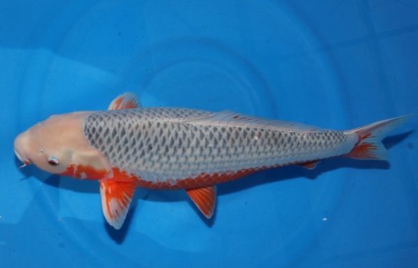 横浜錦鯉 浅黄 新潟県 大塚養鯉場産 66 メス 錦鯉 売買されたオークション情報 Yahooの商品情報をアーカイブ公開 オークファン Aucfan Com