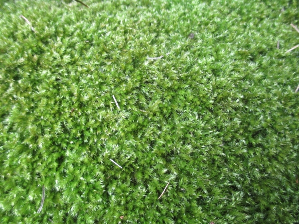 ハネヒツジゴケ 苔テラリウム 苔玉 苔盆栽 日本庭園 ボトルテラリウム シェードガーデニング グランドカバープランツ 花 園芸 売買されたオークション情報 Yahooの商品情報をアーカイブ公開 オークファン Aucfan Com