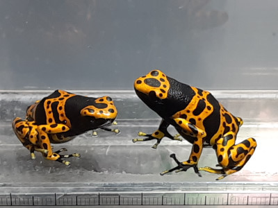 キオビヤドクガエル ”ファインスポット” EU便F1 3匹セット キオビヤドクガエル ”ファインスポット” EU便F1 3匹セット