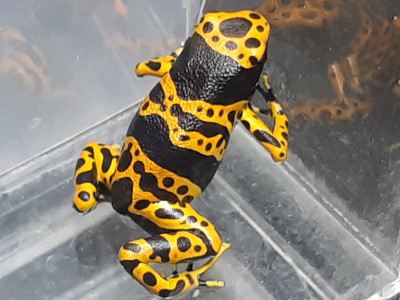 キオビヤドクガエル ”ファインスポット” 2匹セット(カエル)｜売買され  