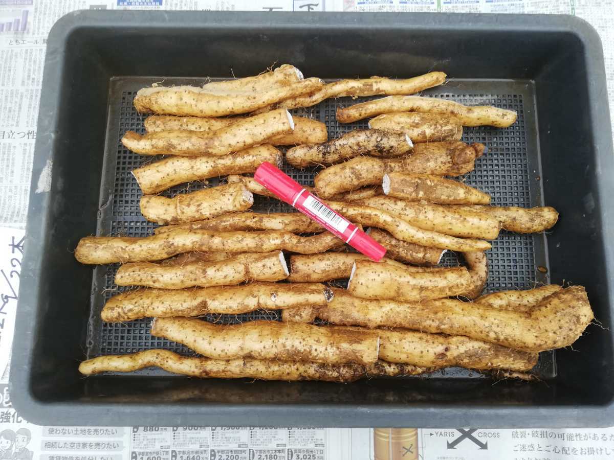 自然薯 | - 種球根 種芋（食品）の通販 メデタシ種苗 種芋の販売と栽培方法
