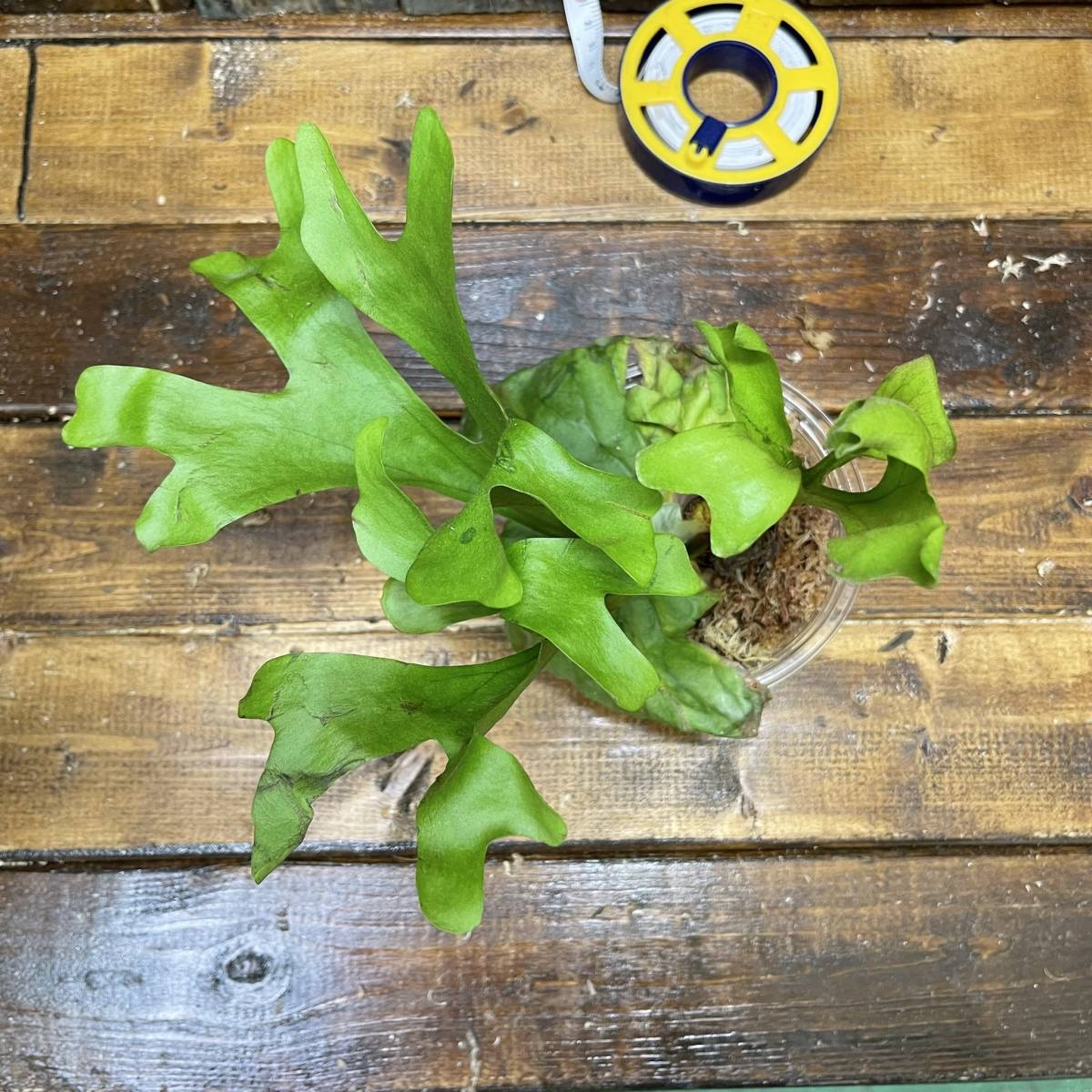 La・Chefar 『Platycerium ridleyi』タイ産 胞子栽培株