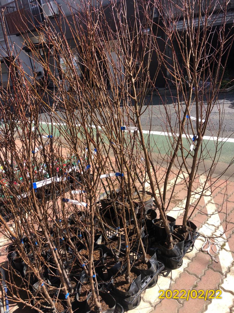 スモモ プラム メスレー 柔らかく甘い実 豊産性 自家結実性 超大苗 果物 売買されたオークション情報 Yahooの商品情報をアーカイブ公開 オークファン Aucfan Com