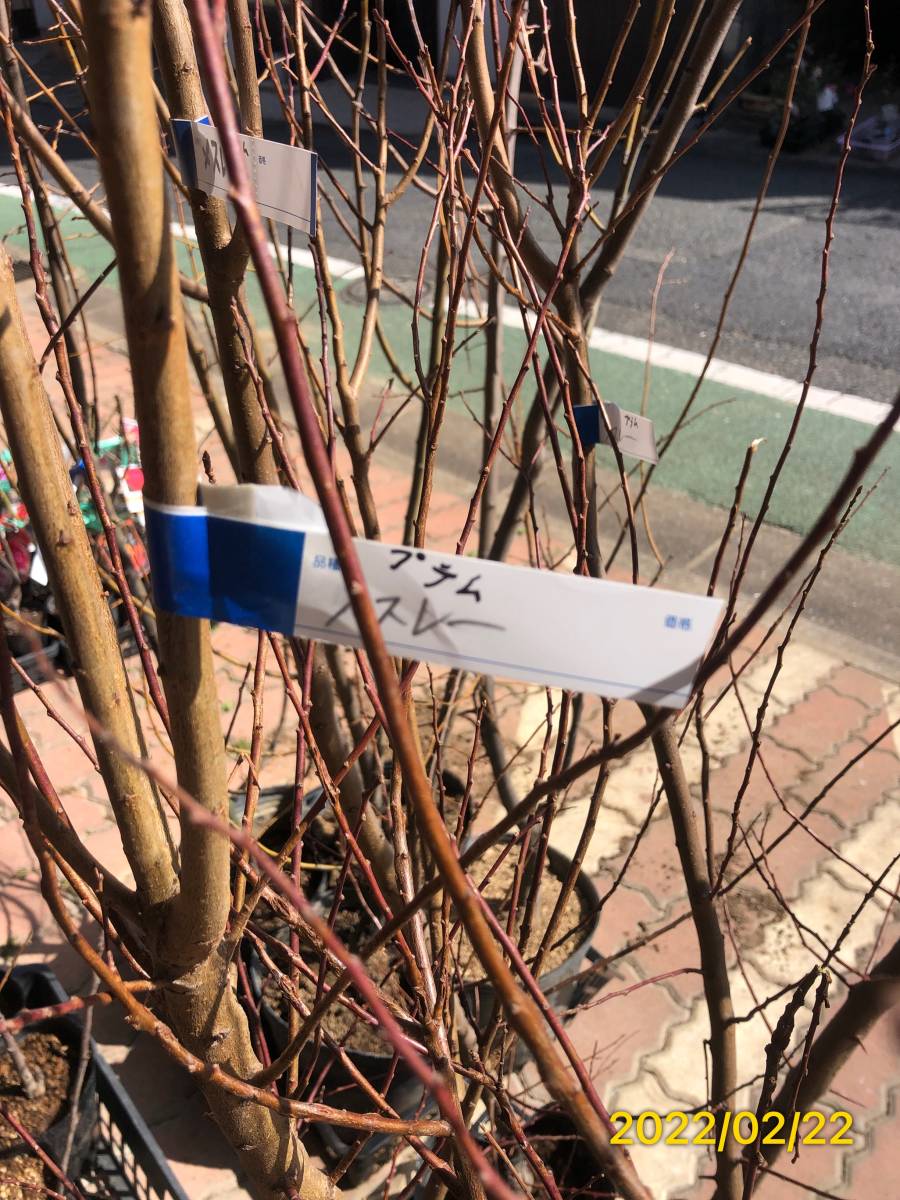 スモモ プラム メスレー 柔らかく甘い実 豊産性 自家結実性 超大苗 果物 売買されたオークション情報 Yahooの商品情報をアーカイブ公開 オークファン Aucfan Com