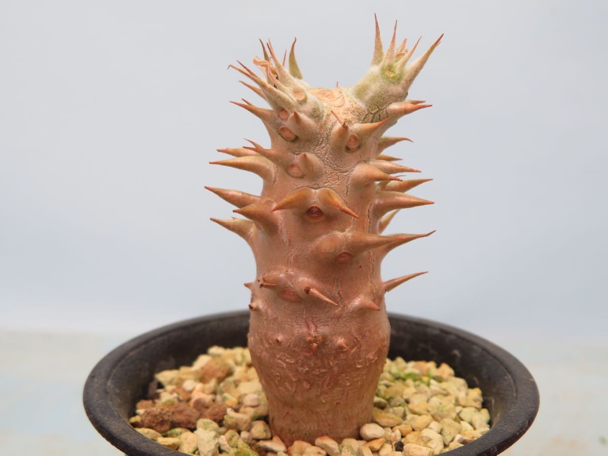 Pachypodium Bicolor 塊根植物 コーデックス Pachypodium Bicolor 塊根