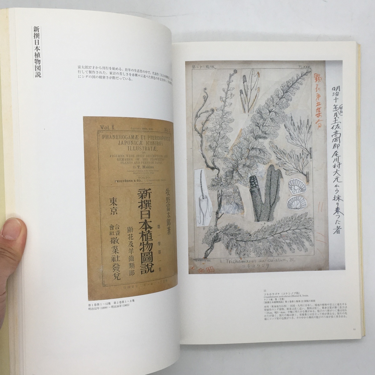 牧野富太郎と植物画展 : ボタニカルワールドへのいざない ボタニカル 