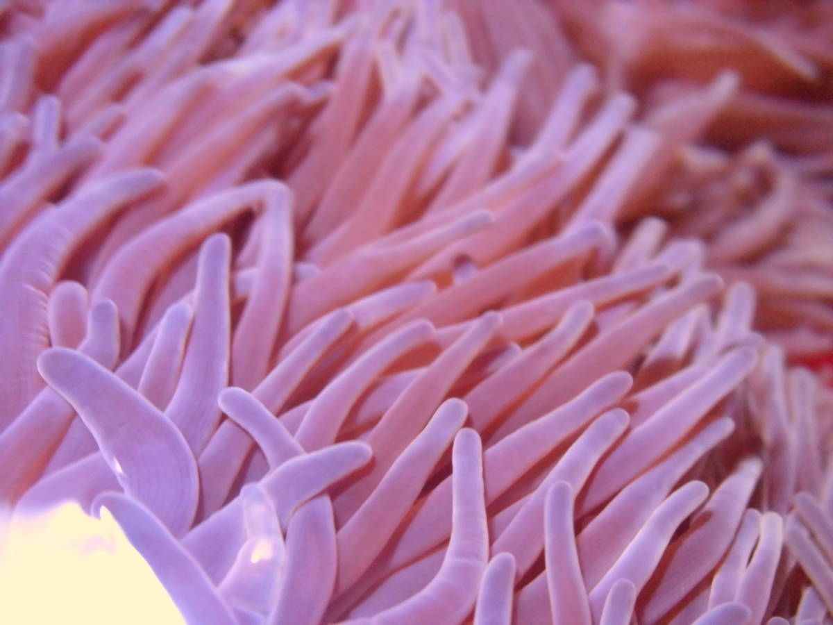 極美レア 石垣島産 センジュイソギンチャク Superpurple 約６０ｃｍ 海水魚 売買されたオークション情報 Yahooの商品情報をアーカイブ公開 オークファン Aucfan Com