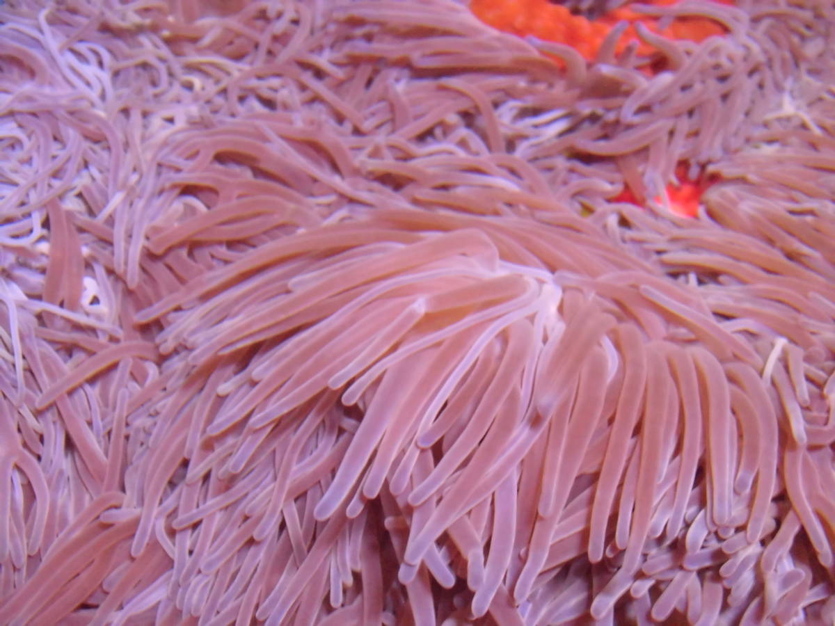 極美レア 石垣島産 センジュイソギンチャク Superpurple 約６０ｃｍ 海水魚 売買されたオークション情報 Yahooの商品情報をアーカイブ公開 オークファン Aucfan Com