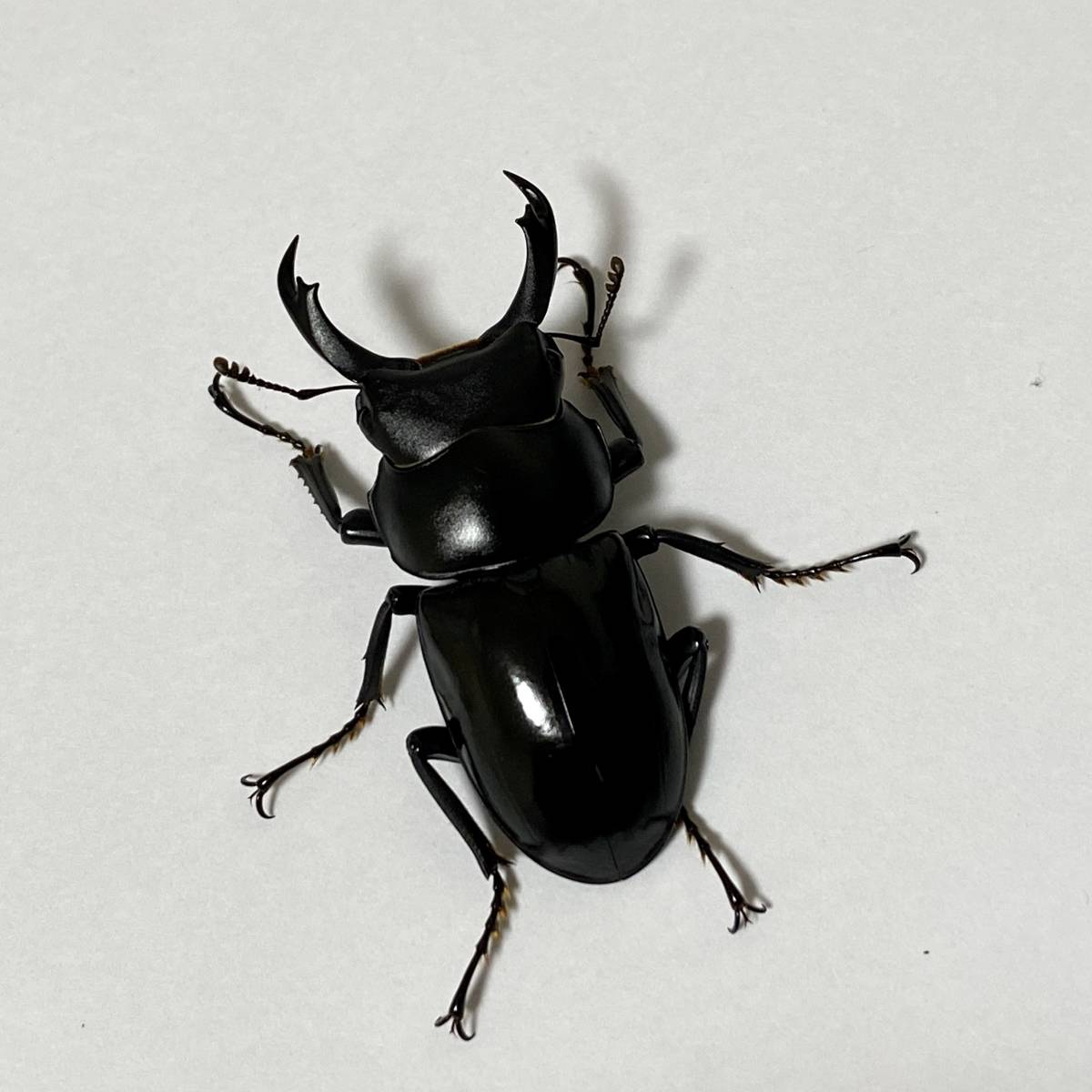 チャイロマルバネクワガタ 公式通販 規制前 標本 昆虫標本 野外品標本