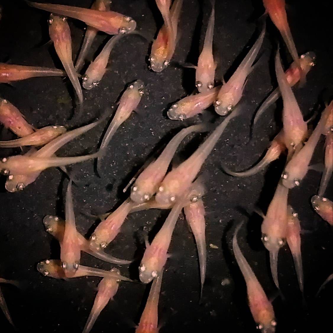 くまメダカ 楊貴妃 皇帝 稚魚匹 A めだか 売買されたオークション情報 Yahooの商品情報をアーカイブ公開 オークファン Aucfan Com くまメダカ 楊貴妃 皇帝 稚魚匹 A めだか 売買されたオークション情報 Yahooの商品情報をアーカイブ公開 オークファン Aucfan Com