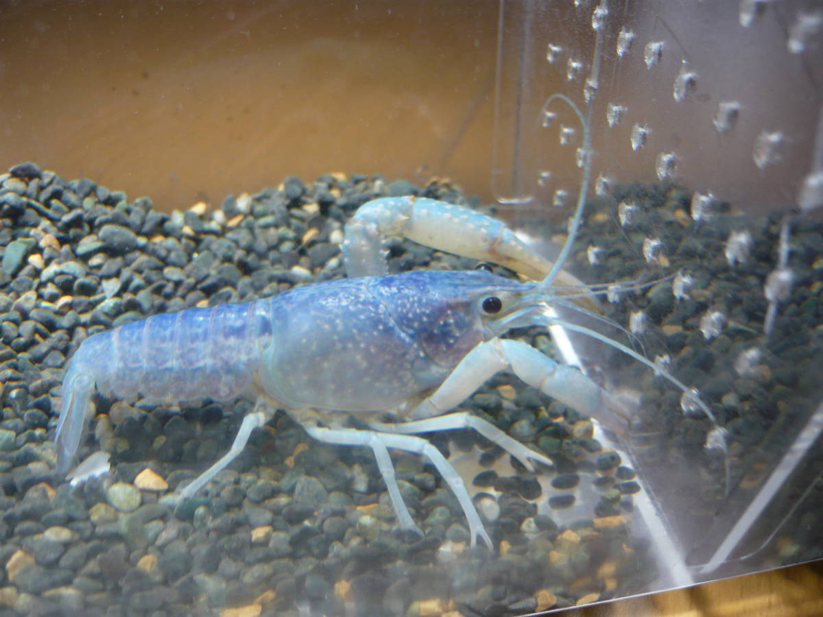 送料5円 ブルー系オス2匹 アメリカザリガニ 個別管理 メダカ水槽 Red Talons Blue Crayfish 自由研究 その他 売買されたオークション情報 Yahooの商品情報をアーカイブ公開 オークファン Aucfan Com