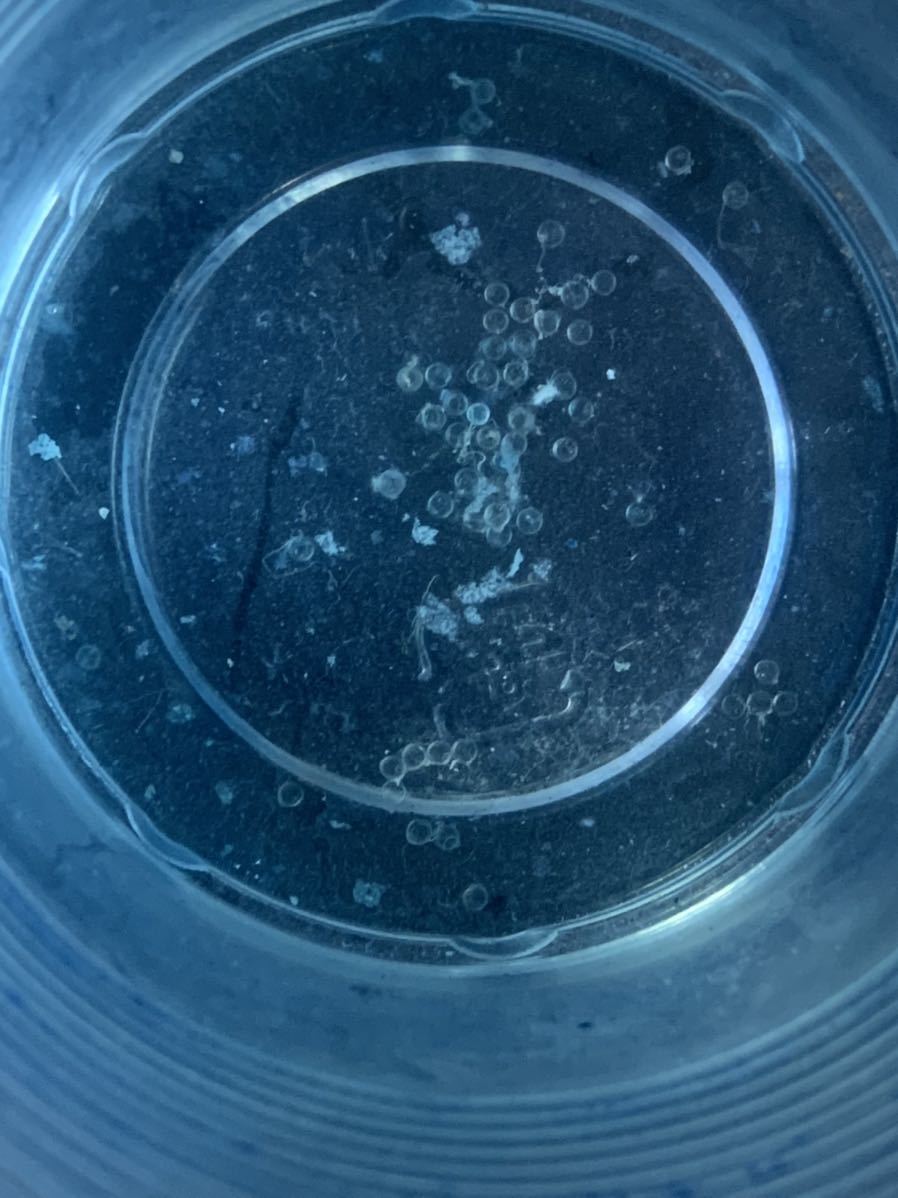 白メダカ 卵 50個 A めだか 売買されたオークション情報 Yahooの商品情報をアーカイブ公開 オークファン Aucfan Com