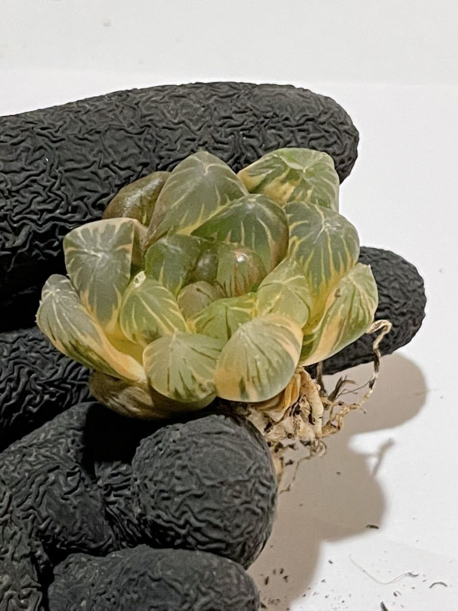 多肉植物 ハオルチア ブラックオブツーサ錦 極上斑 V11830226