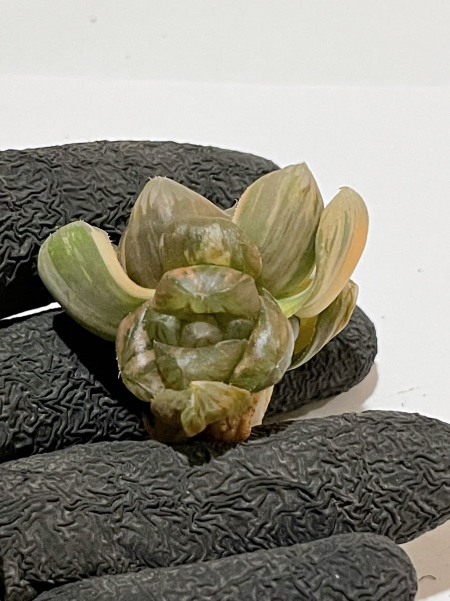 多肉植物 ハオルチア ブラックオブツーサ錦 極上斑1 ハオルチア