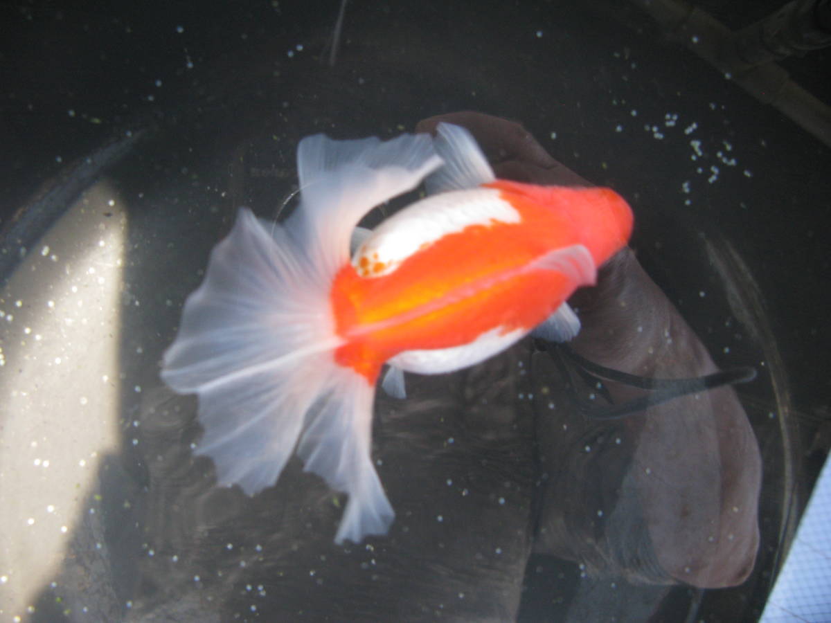 土佐錦魚 二歳魚更紗2