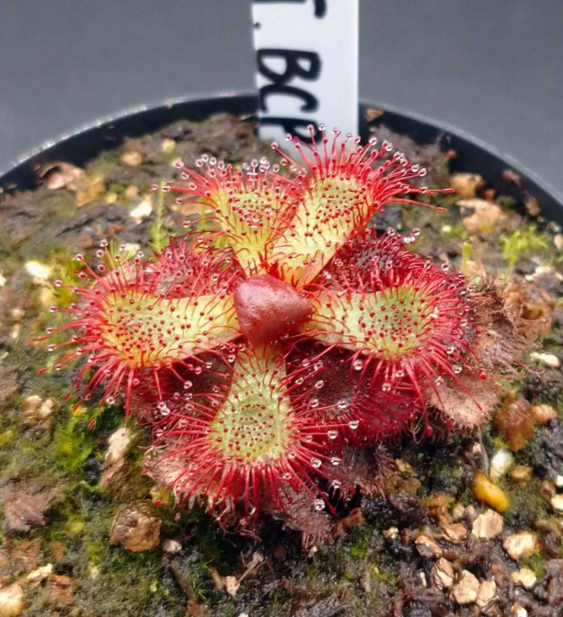69 以上節約 食虫植物 ドロセラ コモウセンゴケ Www iwearparts Com