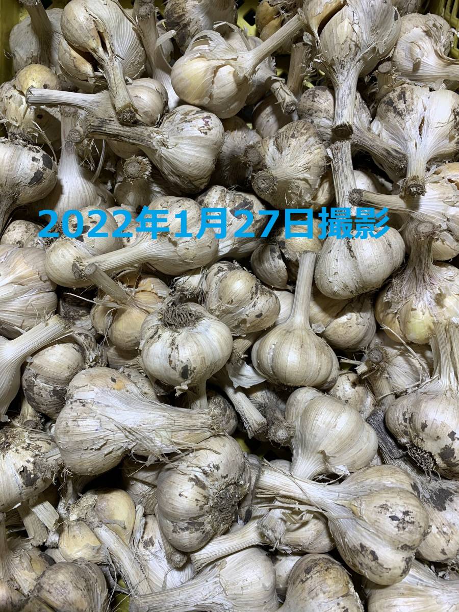にんにく 青森県産 10kg 国産 福地ホワイト六片 青森 訳あり : 業務用