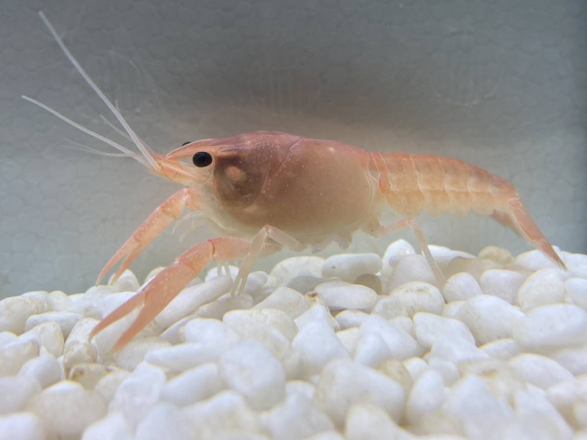 バレンタイン ピンク アメリカザリガニ オス Tl5 2cm 単品1匹 甲殻類 売買されたオークション情報 Yahooの商品情報をアーカイブ公開 オークファン Aucfan Com