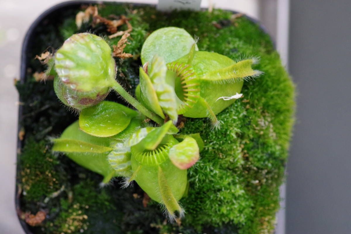 Cephalotus follicularis 'Big Boy' Cedric フクロユキノシタ 食虫植物