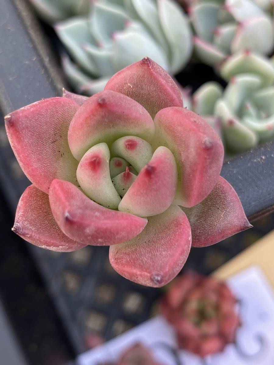 多肉植物 エケベリア 名前不詳 花 園芸 サボテン 25株 超美苗 サボテン 観葉植物 花 園芸 東京在庫 最短当日出荷dbf246 サボテン 売買されたオークション情報 Yahooの商品情報をアーカイブ公開 オークファン Aucfan Com